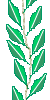 pic of a vine